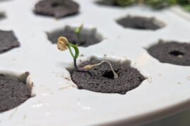 Seedling trying to escape containment...