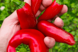 Morning harvest (It's morning in Brazil)