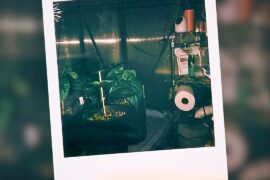 Polaroids from this season’s grow so far.