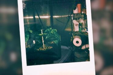 Polaroids from this season’s grow so far.