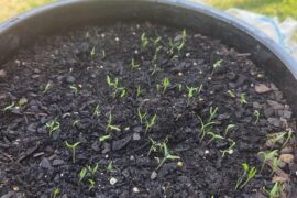 First time, at least 70 plants with more coming every day!