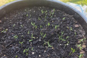 First time, at least 70 plants with more coming every day!