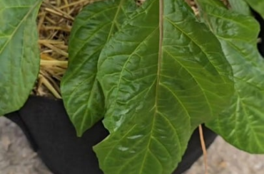 Red Caribbean Habanero