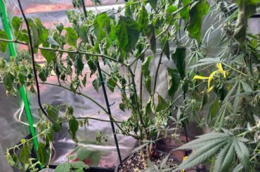 Left town and forgot to water will my pepper plant be ok?
