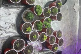 Should I up pot and move outside?