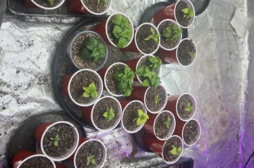 Should I up pot and move outside?