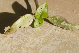 What pest am I dealing with? Thrips?