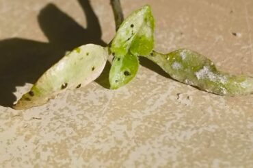 What pest am I dealing with? Thrips?