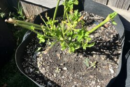 Overwintered Sugar Rush Peach