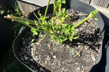 Overwintered Sugar Rush Peach