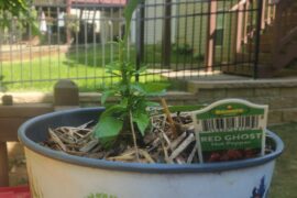 Got a plant on clearance