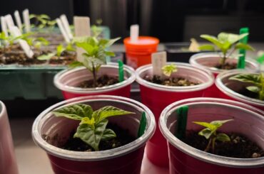 Update: My Peppers