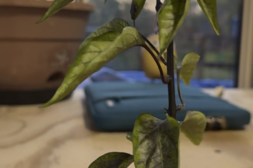 Started 10 weeks ago, need 4 more lol.