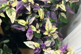 Black Pearl (variegated) x Black Hungarian F3 ornamental pheno hunt