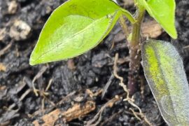 Darkening of leaves since transplanting