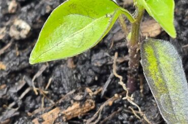Darkening of leaves since transplanting