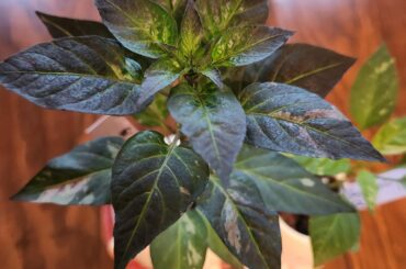 Creative vessel pepper grow out