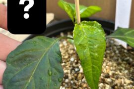 Is it normal for leaves to change shape like this?