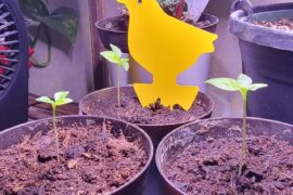 I want them to LIVE Captain!