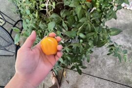 Yellow rocoto pepper