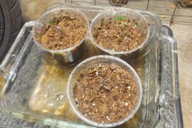 Per everyone's advice here I raised my 150 watt Mars hydro light to 30 inches above the seedlings and changed out their soil to miracle gro seed starting soil. Hoping they recover and thrive now!