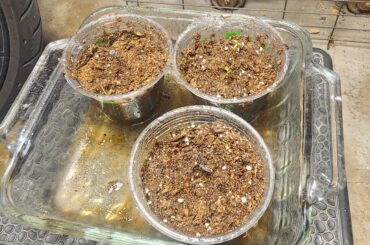 Per everyone's advice here I raised my 150 watt Mars hydro light to 30 inches above the seedlings and changed out their soil to miracle gro seed starting soil. Hoping they recover and thrive now!