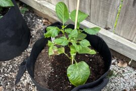 Here are a few of my bigger plants. My