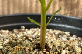 Stems have almost doubled in size since Friday.