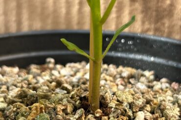 Stems have almost doubled in size since Friday.