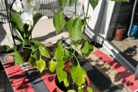 Total beginner here. My peppers are super leggy. If I should prune them, where exactly