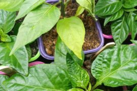 What's happend.Please HELP