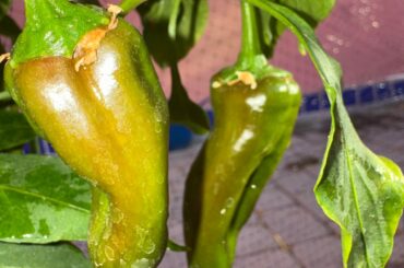 Are these Anaheim chilis ready to harvest (first pic)? Also attached are my healthy serranos, poblanos, and sweet banana peppers.