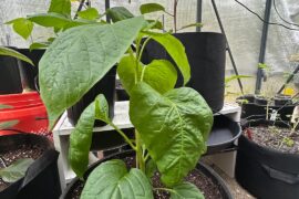 Sugar Rush Stripey is finally branching at the top!