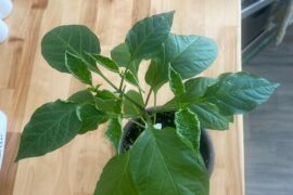 Help! Why is it wilting?