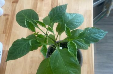 Help! Why is it wilting?