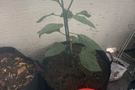 Trinidad canopy 2 months update