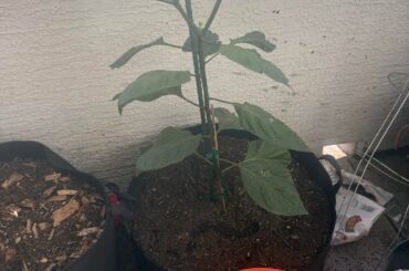 Trinidad canopy 2 months update