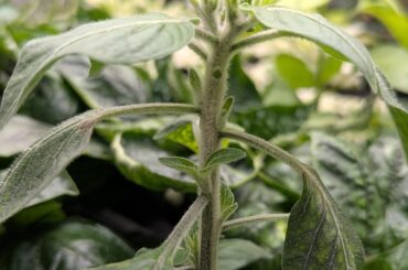 Hairy Stems