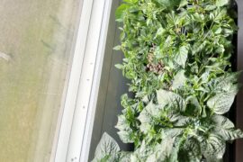 These chilies have gotten super bushy lately!