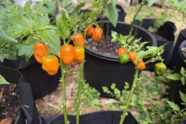 It’s My First Year, Time to Prune Yet?