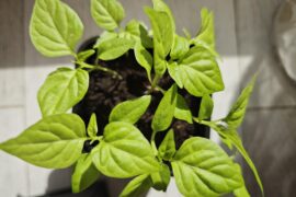 Do I need to harden off the peppers if I'm transfering them to an unheated mini greenhouse?