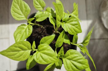 Do I need to harden off the peppers if I'm transfering them to an unheated mini greenhouse?