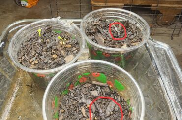 My pepper seedlings seemed to have stopped growing under my 150 watt mars hydro light. Ones circled in red got really dark coloring on the leaves. I take them outside daily for real sunlight for a few hours. What could I be doing wrong?