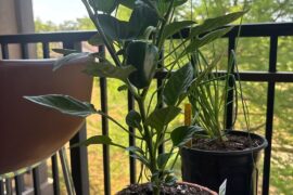 tips for first timer