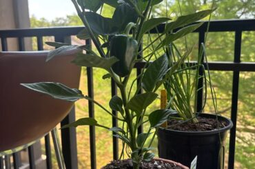 tips for first timer