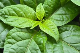 7 Week Old Monster Seedlings