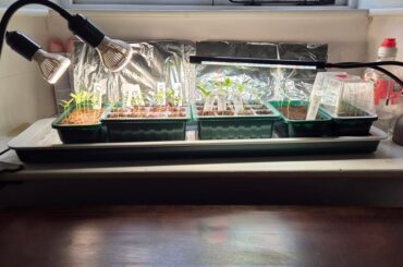 Will these homemade tin foil reflectors make any difference to the performance of my budget lights?