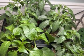 What’s up with the wrinkled new growth on 4/5 of these plants?