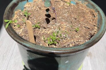 What is this in my Reaper seedlings?
