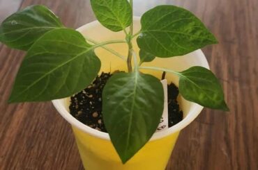 Sweet blot pepper
